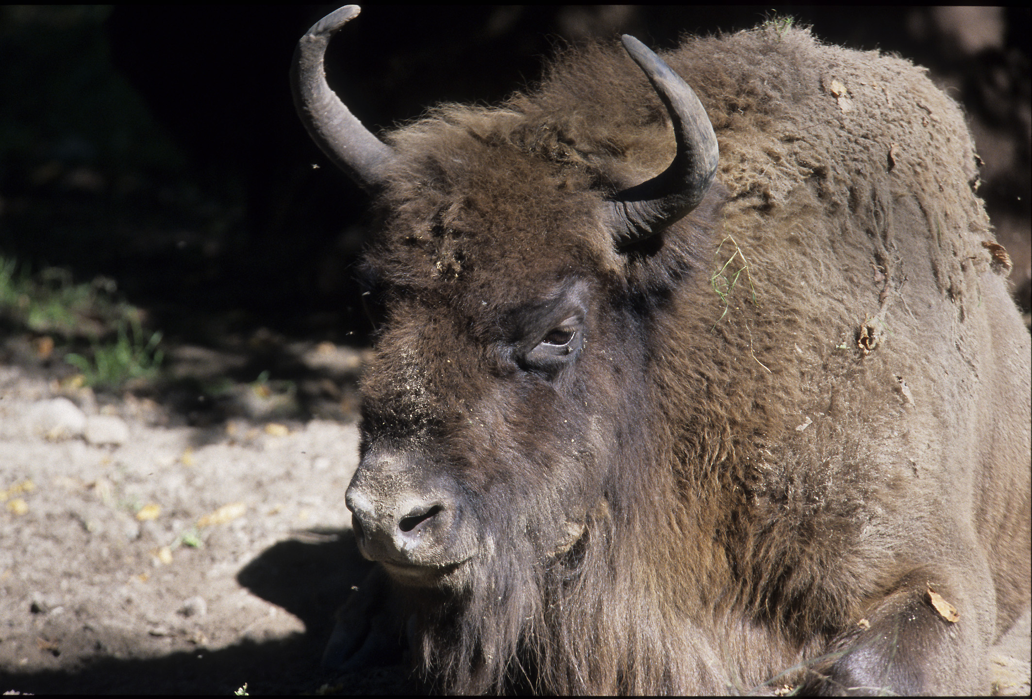 Bison d'Europe Hervé Fourneau