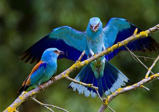 Delta du Danube Delta du Danube