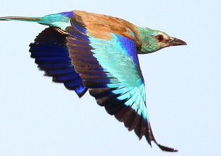 Delta du Danube Delta du Danube
