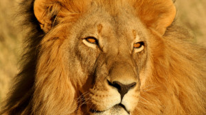 lion namibie