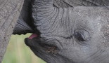 Elephant Kenya CGuiot _MG_0413