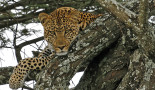 Leopard Tanzanie 1RENAUD_L