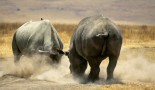 combat de rhinocéros