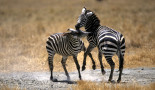 zebres Tanzanie 1RIBETTE_M