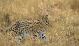 serval – A.Endewelt