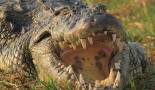Crocodile © CGuiot