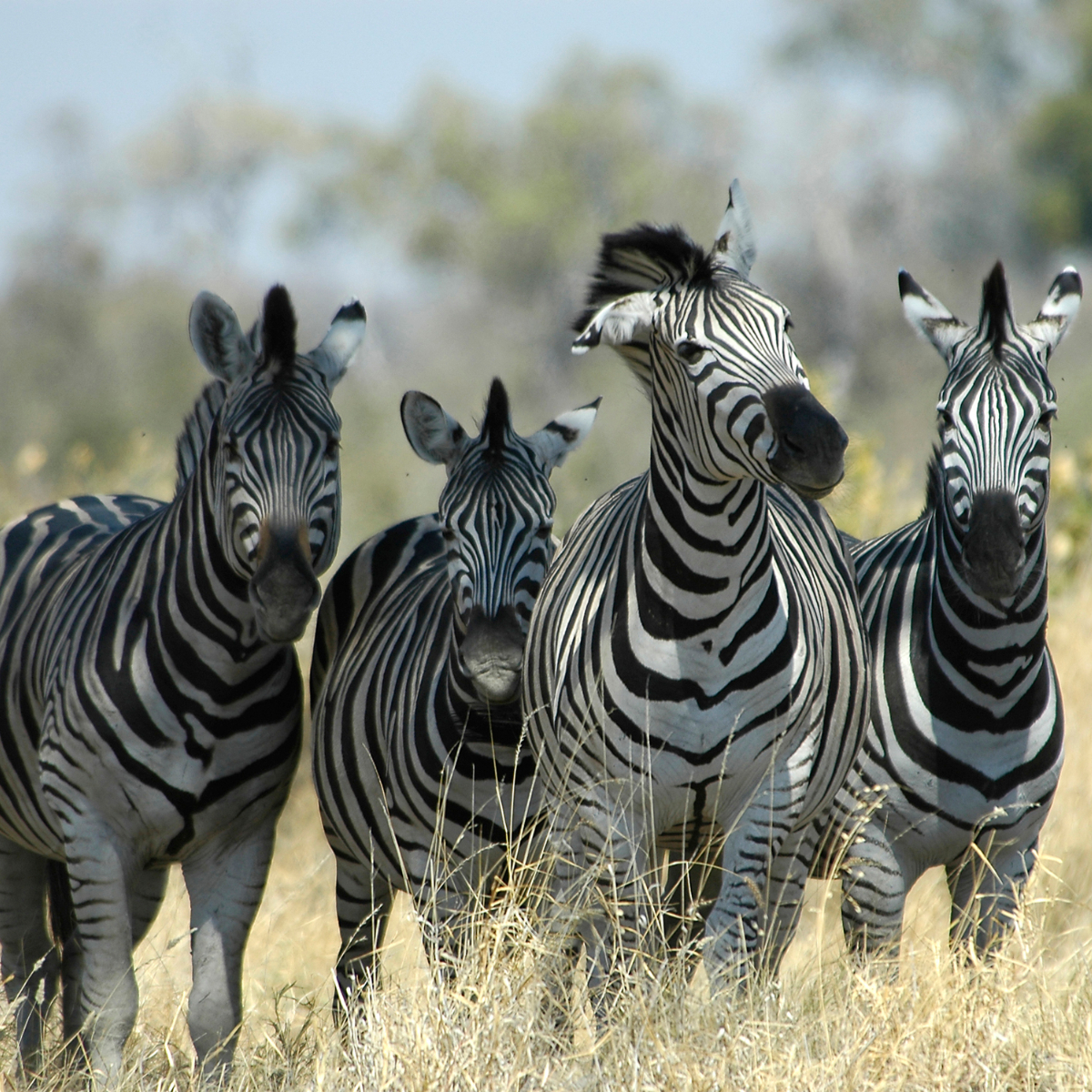 Zèbres, Magic Botswana