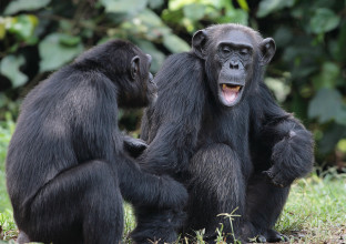 Primates et vie sauvage : le Best of