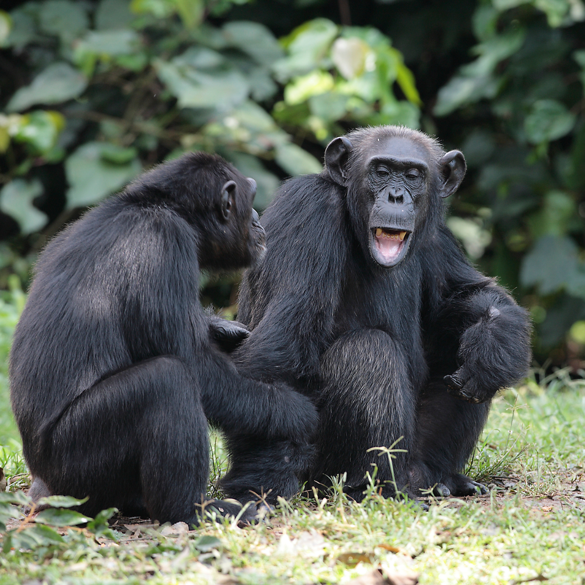 Safari Photo privatisé en Ouganda