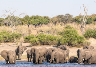 Botswana & Chutes Victoria : immersion dans la vie sauvage