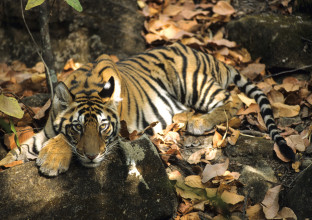 Immersion sur le territoire du tigre : Bandhavgarh
