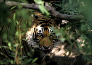Safari Tigre Pro : Tadoba, Pench, Kanha & Bandhavgarh
