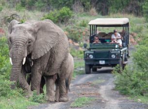 Eléphant, Afrique du Sud en autotour
