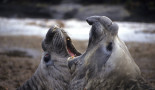 Elephant de mer Falkland AEndewelt 5