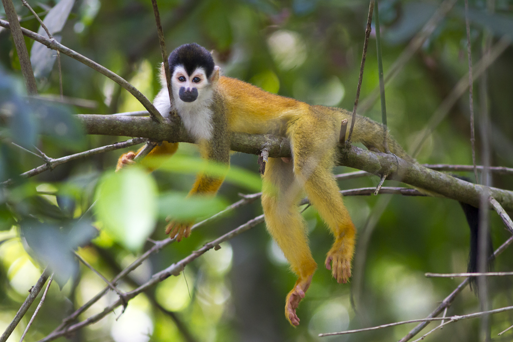 Voyage sur-mesure au Costa Rica à la découverte de la faune