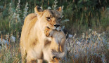 Lionne et son lionceau