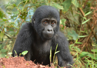 La Perle de l’Afrique La Perle de l’Afrique