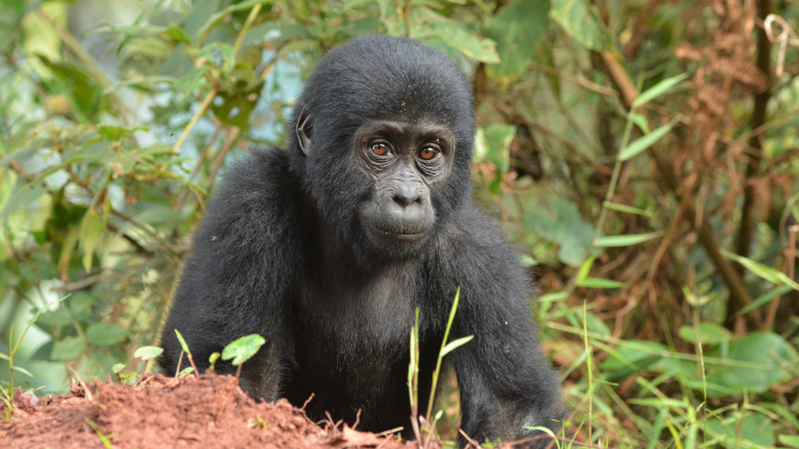 Bébé gorille, Ouganda