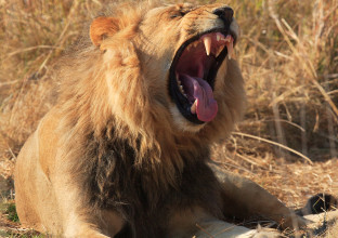 Spécial prédateurs : léopards, lions et lycaons