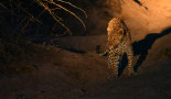 léopard © Hervé Fourneau