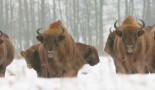 Bisons dans la neige, Pologne