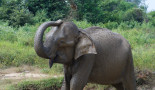 Elephant Shri Lanka RCavignaux SL20180127_071706__01