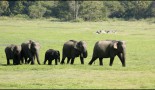 Elephant Sri Lanka PFagot 9936