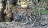 Leopard Shri Lanka RCavignaux SL20180123_051712__03