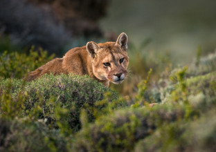 Focus Puma en Patagonie chilienne