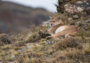 Focus Puma en Patagonie chilienne