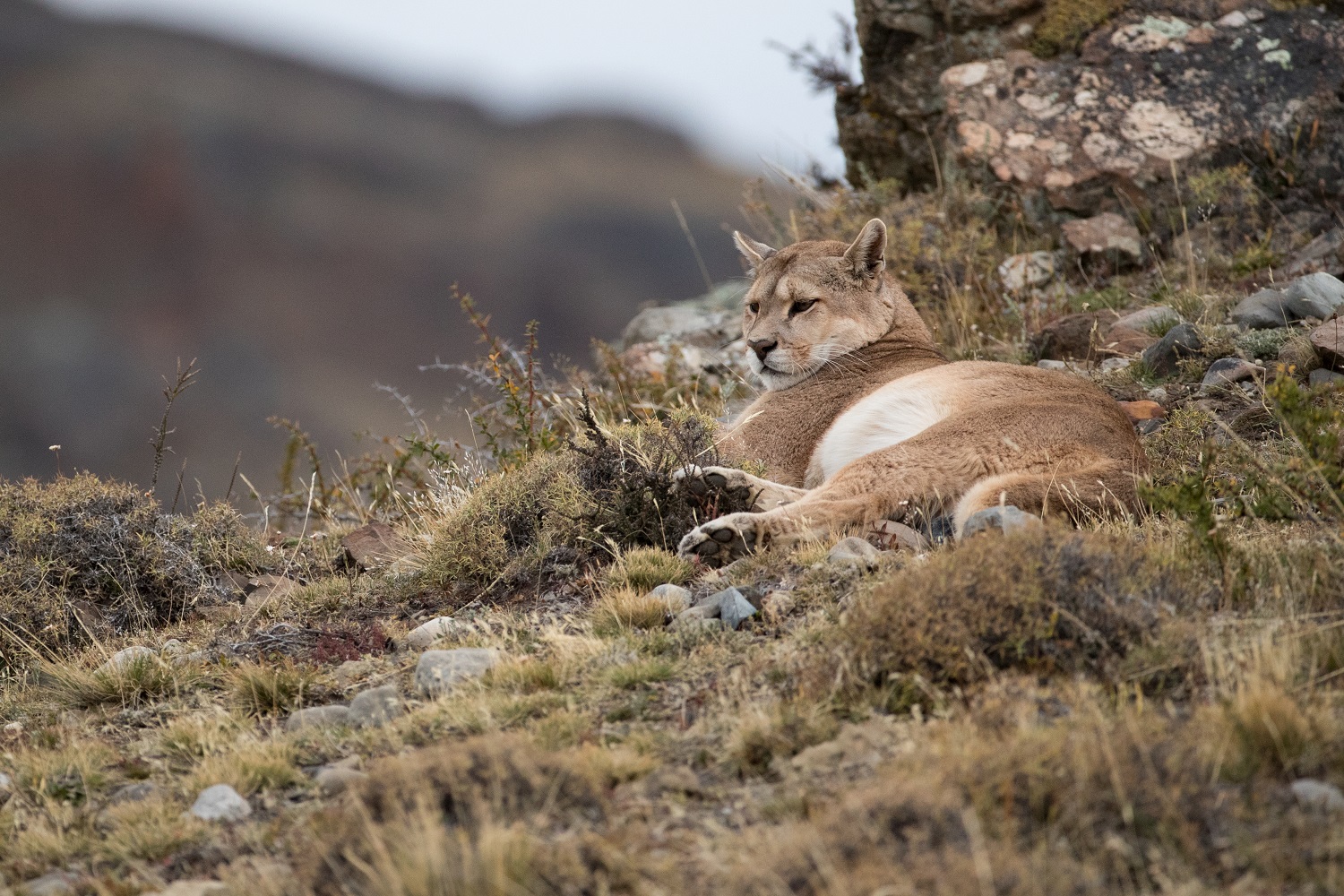 Safari photo Puma
