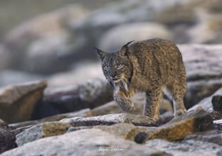En quête du Lynx Iberique (hiver)