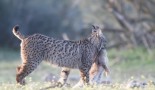 Maman lynx et son petit, Espagne