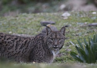 Séjour Focus Lynx Iberique