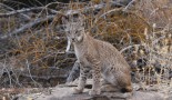 jeune lynx, Espagne