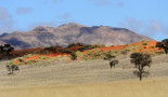 Tok tokkie trail Namibie VB