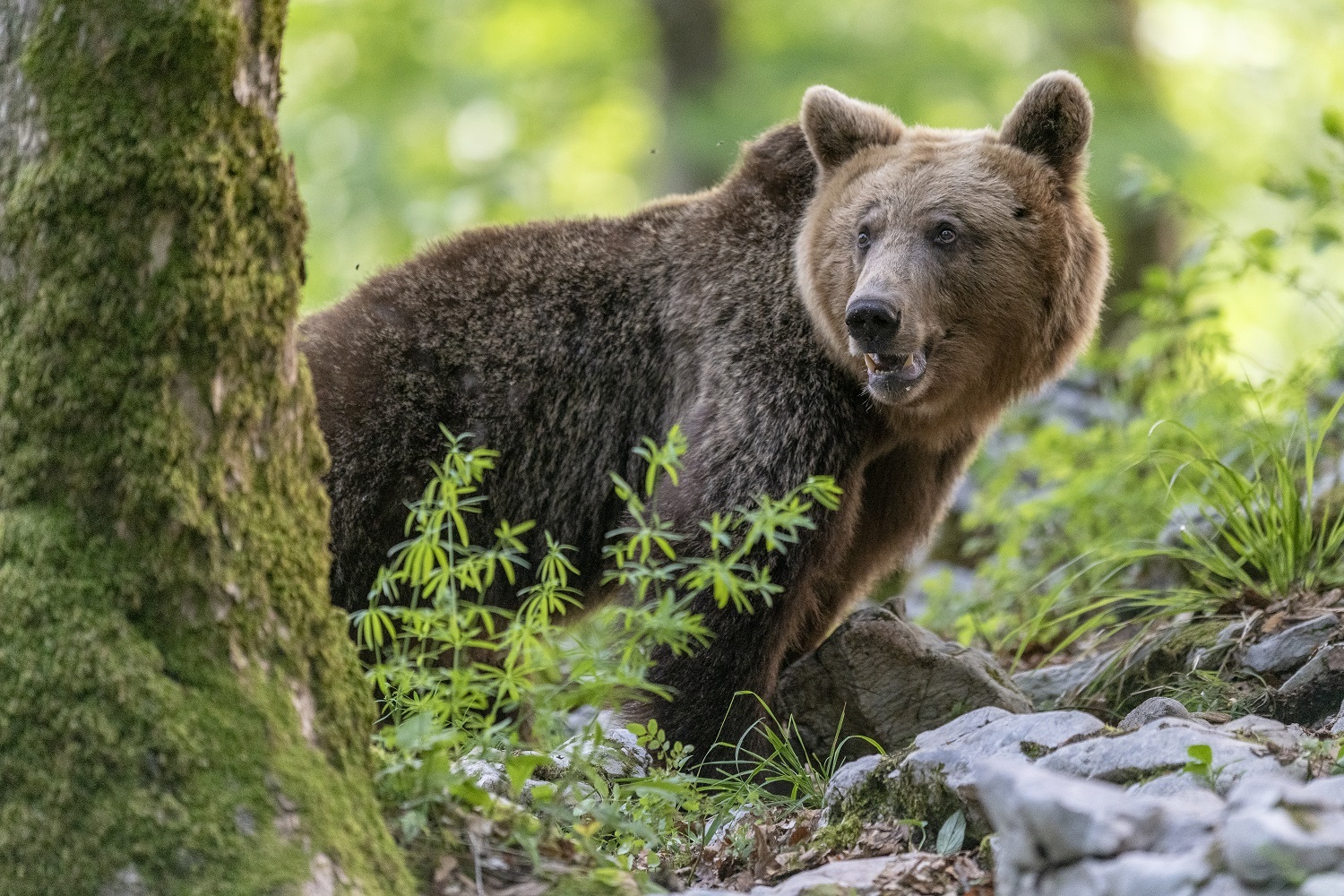 Ours brun, Slovénie