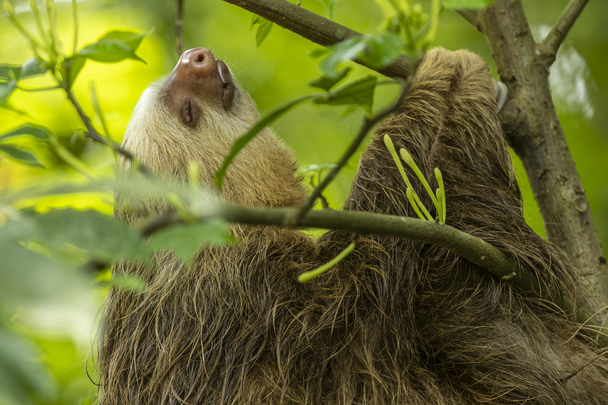 Photo Animalière au Costa Rica