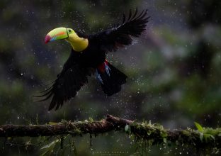 Le nouveau Paradis sauvage Le nouveau Paradis sauvage