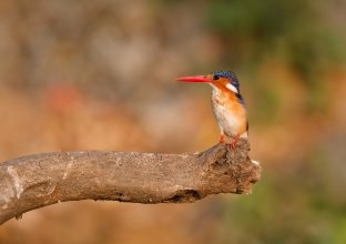 Les secrets des 4 rivières – Namibie et Botswana Les secrets des 4 rivières – Namibie et Botswana