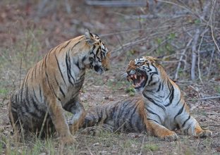 Safari Tigre : Corbett et Tadoba Safari Tigre : Corbett et Tadoba