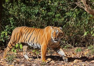 Safari Tigre : Corbett et Tadoba Safari Tigre : Corbett et Tadoba