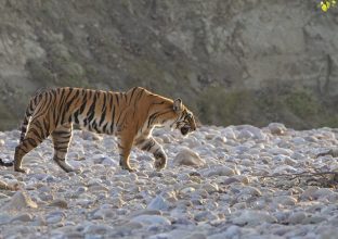 Safari Tigre : Corbett et Tadoba