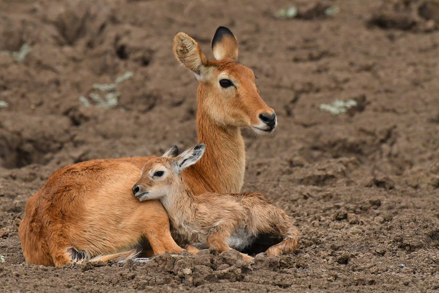 Bébé puku & sa maman , Safari privé dans le parc de South Luangwa