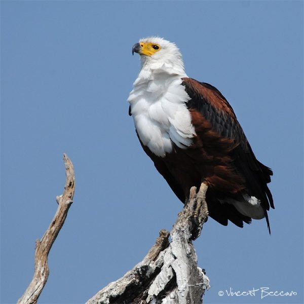 Pygargue vocifère (aigle pêcheur) - Objectif Nature
