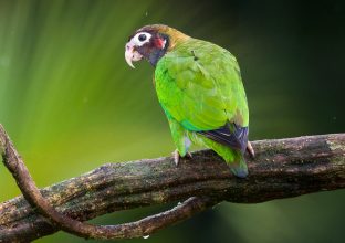 Costa Rica : l’Eden vert d’Amérique centrale
