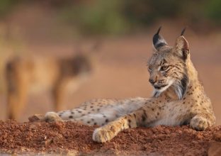 En quête du Lynx Iberique (hiver) En quête du Lynx Iberique (hiver)
