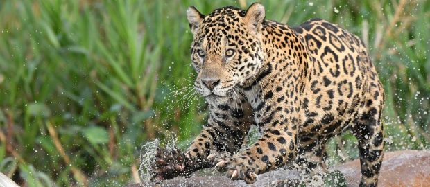 Récit d’un séjour dans le Pantanal avec les jaguars