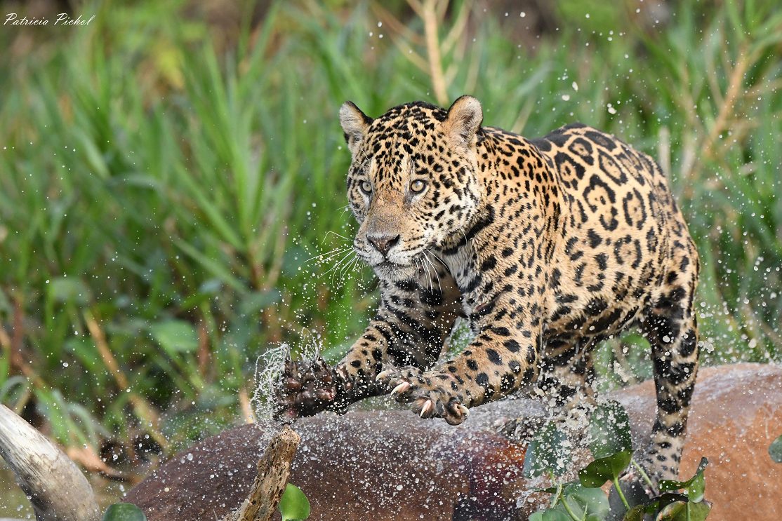 jaguar