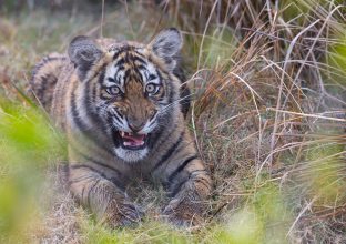 Jungle secrète et royaume du tigre Jungle secrète et royaume du tigre